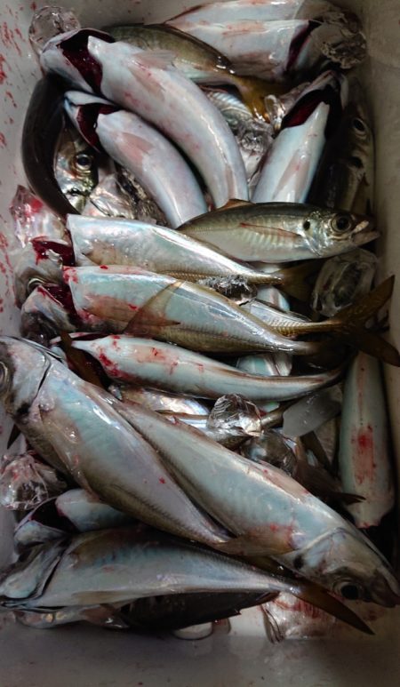 シースナイパー海龍 釣果