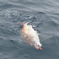 あみや渡船 JIGBOY 釣果