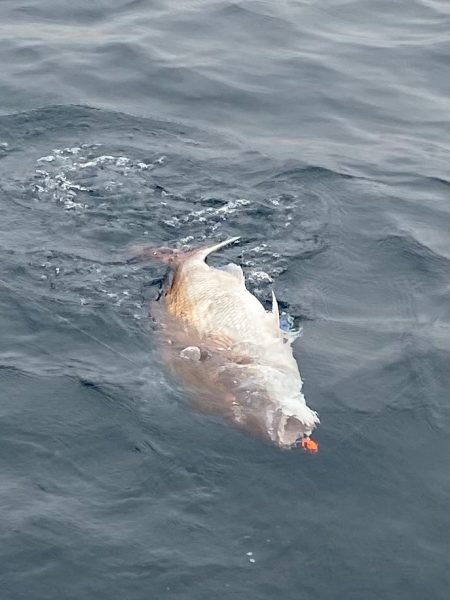 あみや渡船 JIGBOY 釣果