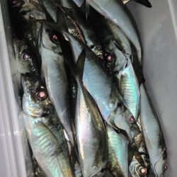 シースナイパー海龍 釣果