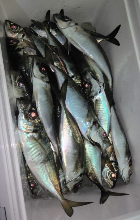 シースナイパー海龍 釣果