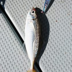 遊漁船 家入 釣果