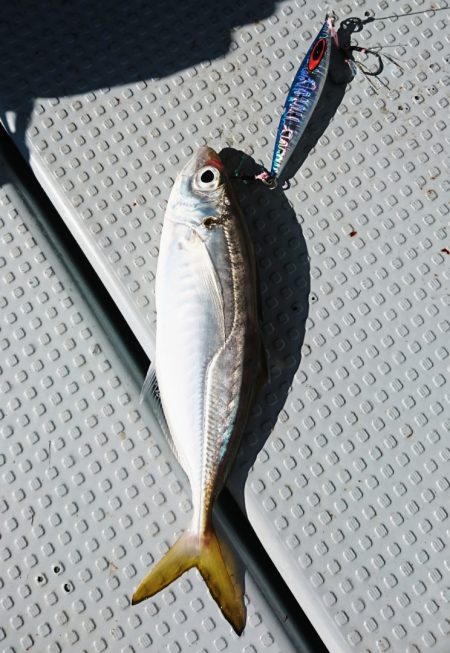 遊漁船 家入 釣果