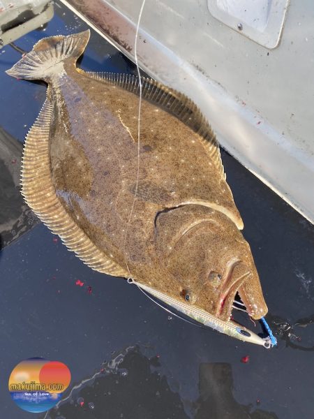 幕島丸 釣果
