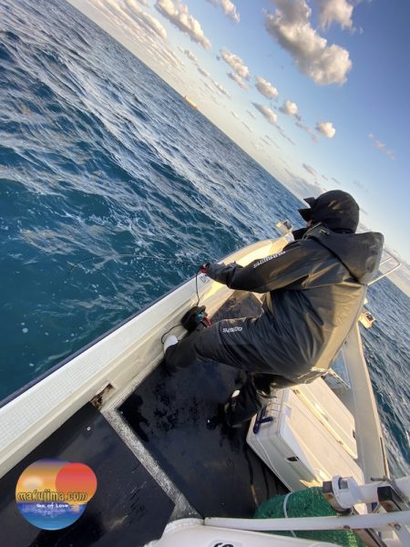 幕島丸 釣果