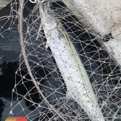 幕島丸 釣果