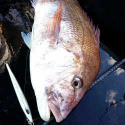 幕島丸 釣果