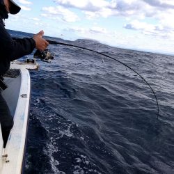 幕島丸 釣果