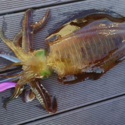 エル・クルーズ 釣果