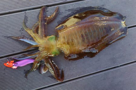 エル・クルーズ 釣果