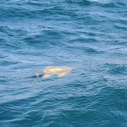 エル・クルーズ 釣果