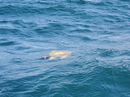 エル・クルーズ 釣果