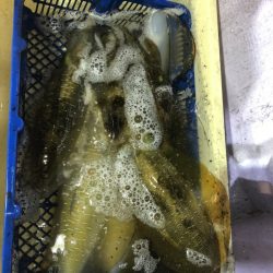 海龍丸（石川） 釣果