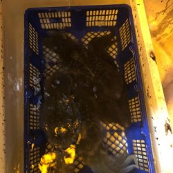 海龍丸（石川） 釣果