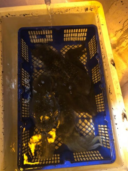 海龍丸（石川） 釣果