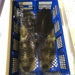 海龍丸（石川） 釣果