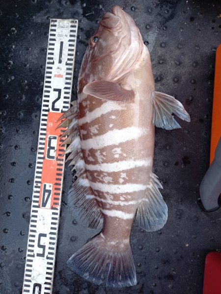 第二龍勢丸 釣果