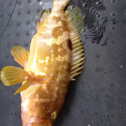 第二龍勢丸 釣果