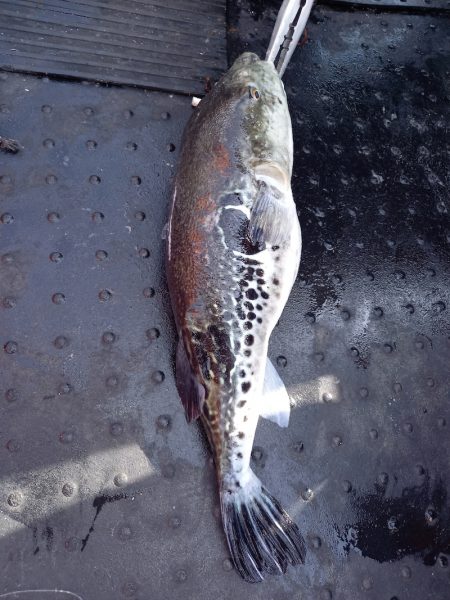 第二龍勢丸 釣果