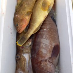 第二龍勢丸 釣果