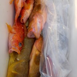 第二龍勢丸 釣果