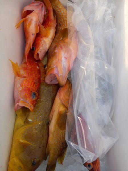 第二龍勢丸 釣果