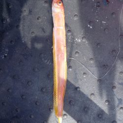 第二龍勢丸 釣果