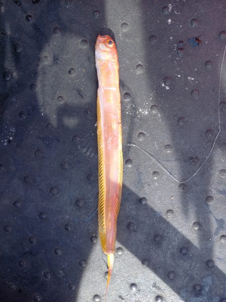 第二龍勢丸 釣果