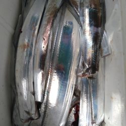 小島丸 釣果