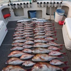 ARCADIAⅡ (アルカディアⅡ) 釣果