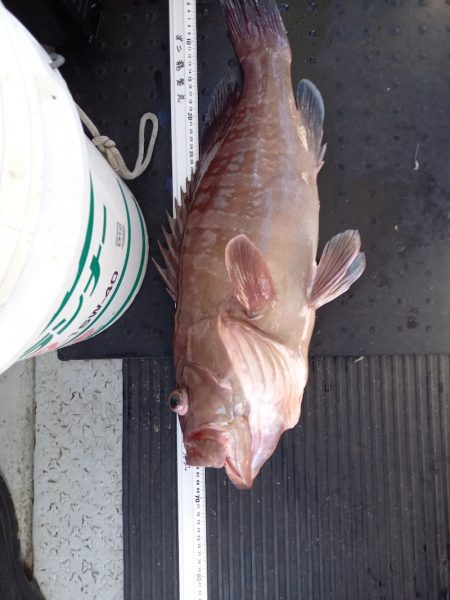 第二龍勢丸 釣果