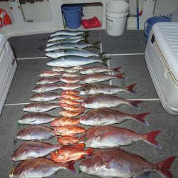 ARCADIAⅡ (アルカディアⅡ) 釣果