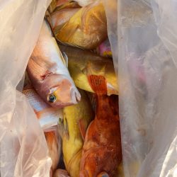 第二龍勢丸 釣果