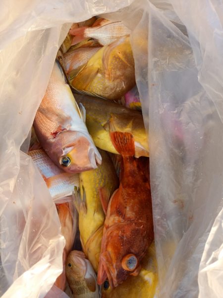 第二龍勢丸 釣果