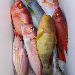 第二龍勢丸 釣果