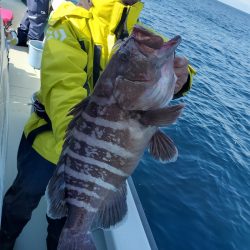 シーライオン 釣果