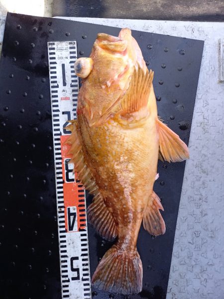 第二龍勢丸 釣果