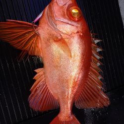 第二龍勢丸 釣果