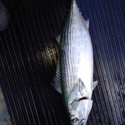 第二龍勢丸 釣果