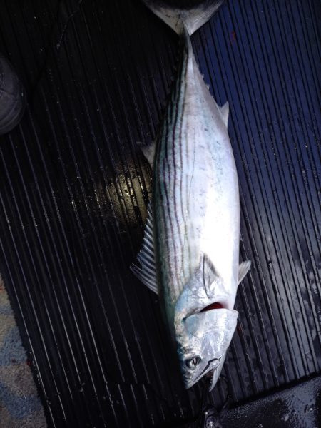 第二龍勢丸 釣果