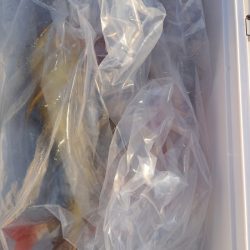 第二龍勢丸 釣果