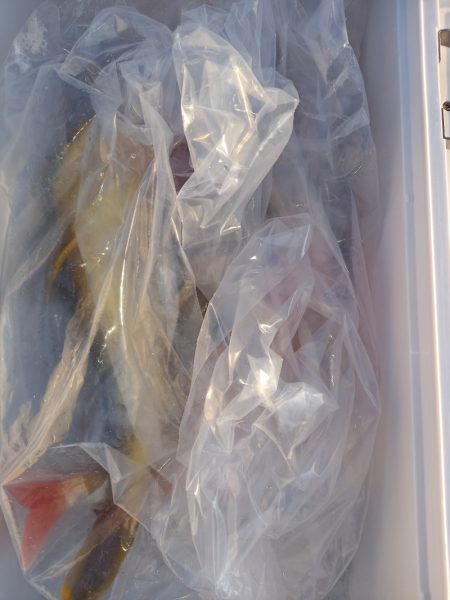 第二龍勢丸 釣果