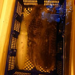 海龍丸（石川） 釣果