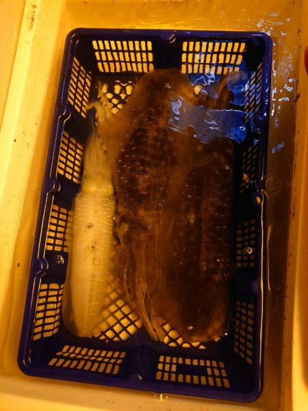 海龍丸（石川） 釣果