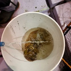 海龍丸（石川） 釣果