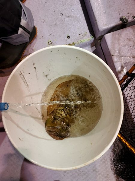 海龍丸（石川） 釣果