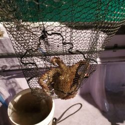 海龍丸（石川） 釣果