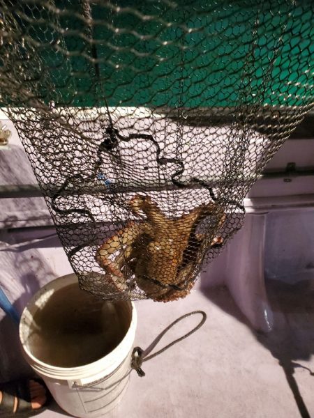 海龍丸（石川） 釣果