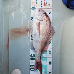 シーライオン 釣果