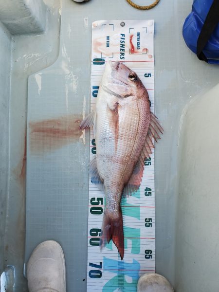 シーライオン 釣果